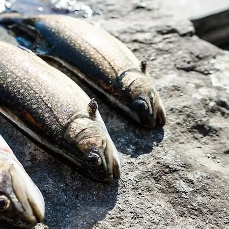 Hotel Ristorante Il Laghetto *